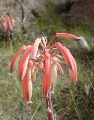 Aloe humilis rounded bunch of perianths